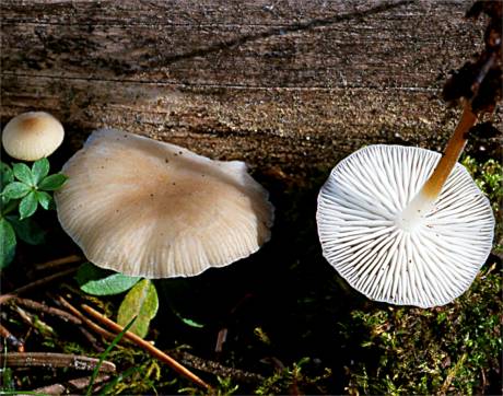 Strobilurus albipilatus